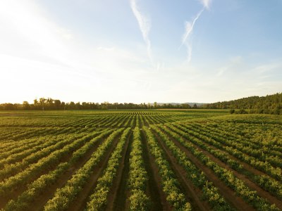 Agriculture Products